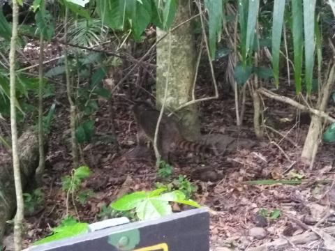 Raccoon at the Pacific Ocean Beach Picnic Area Located at Parque Nacional Manuel Antonio Park Costa Rica