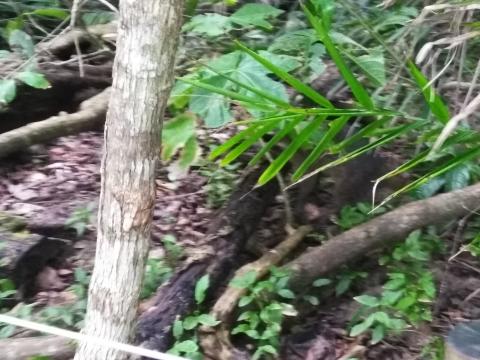 Raccoon at the Pacific Ocean Beach Picnic Area Located at Parque Nacional Manuel Antonio Park Costa Rica