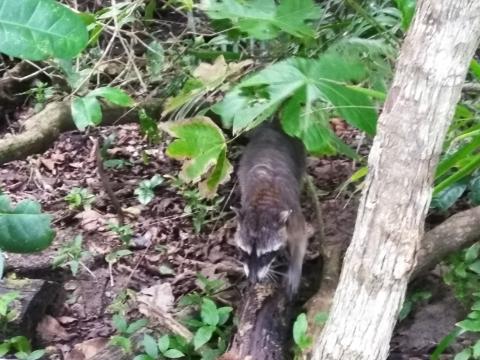 Raccoon at the Pacific Ocean Beach Picnic Area Located at Parque Nacional Manuel Antonio Park Costa Rica