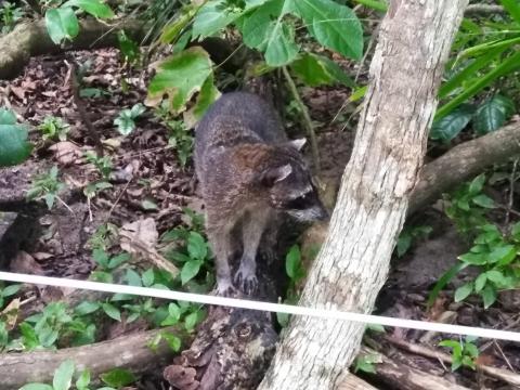 Raccoon at the Pacific Ocean Beach Picnic Area Located at Parque Nacional Manuel Antonio Park Costa Rica