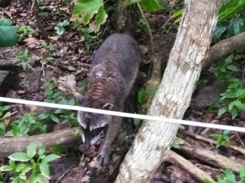 Raccoon at the Pacific Ocean Beach Picnic Area Located at Parque Nacional Manuel Antonio Park Costa Rica