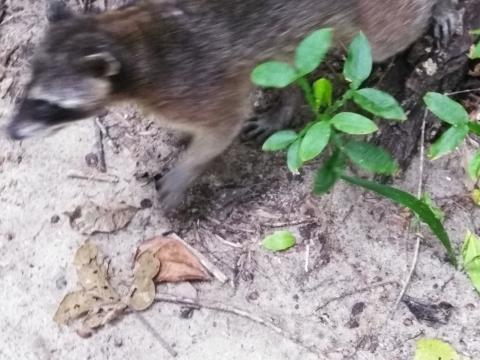 Raccoon at the Pacific Ocean Beach Picnic Area Located at Parque Nacional Manuel Antonio Park Costa Rica