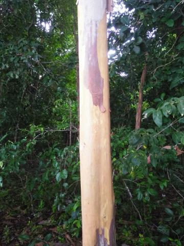 Return Path to the Entrance to the Parque Nacional Manuel Antonio Park in Costa Rica