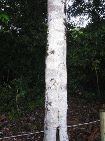 Return Path to the Entrance to the Parque Nacional Manuel Antonio Park in Costa Rica