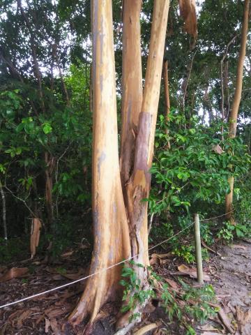 Return Path to the Entrance to the Parque Nacional Manuel Antonio Park in Costa Rica