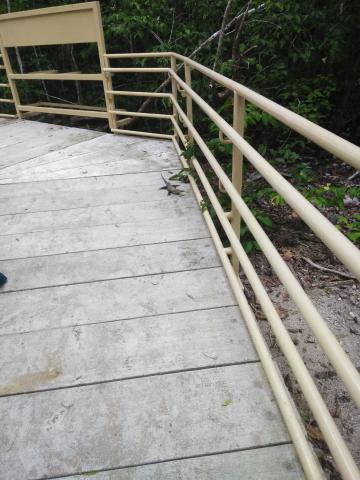 Iguana on Return Path to the Entrance to the Parque Nacional Manuel Antonio Park in Costa Rica