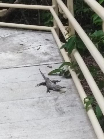 Iguana on Return Path to the Entrance to the Parque Nacional Manuel Antonio Park in Costa Rica