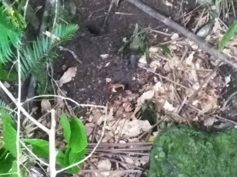 Looking at Crabs From the Return Path to the Entrance to the Parque Nacional Manuel Antonio Park in Costa Rica