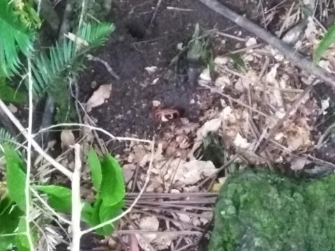 Looking at Crabs From the Return Path to the Entrance to the Parque Nacional Manuel Antonio Park in Costa Rica