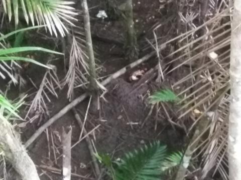 Looking at Crabs From the Return Path to the Entrance to the Parque Nacional Manuel Antonio Park in Costa Rica