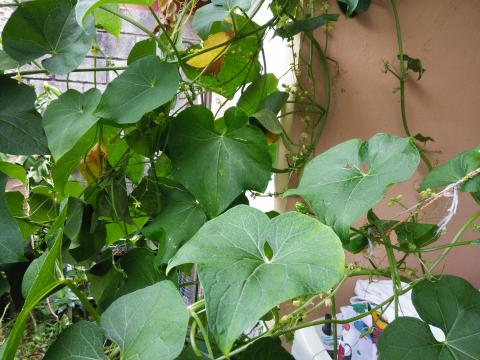 Ermisenda Cruz and Rosy Viales Garden in the back Yard at their Home in San Rafael Heredia Area, Costa Rica