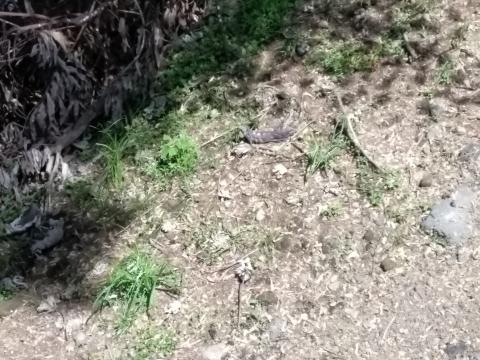 Picture of an Iguana at the Tarcoles River Bridge at the Tarcoles River in Costa Rica