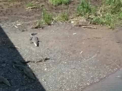 Alligators in the Tarcoles River, Costa Rica