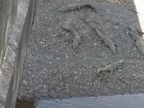 Alligators On The River Banks on the Tarcoles River, Costa Rica