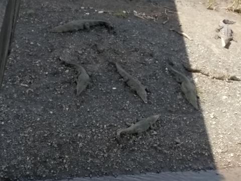 Alligators Laying Around On the River Banks of the Tarcoles River In Costa Rica