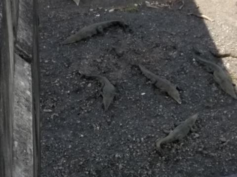 Alligators Laying Around on the River Banks of the Tarcoles River In Costa Rica.