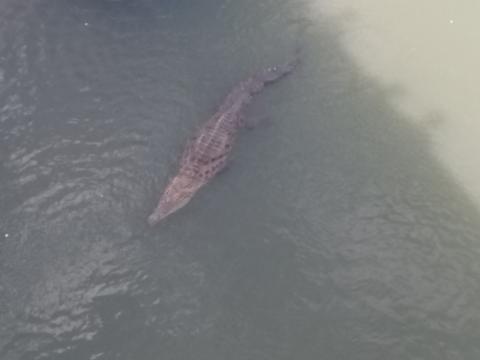 Alligator Swimming in the Tarcoles River just below the Tarcoles Bridge in Costa Rica.