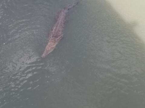 Alligator Swimming in the Tarcoles River just below the Tarcoles Bridge in Costa Rica.