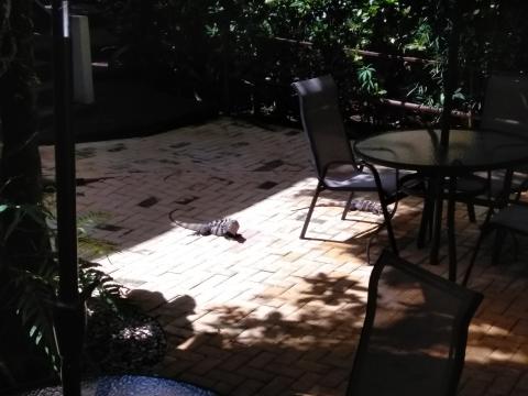 Iguanas at The Falls Resort Pool Area 