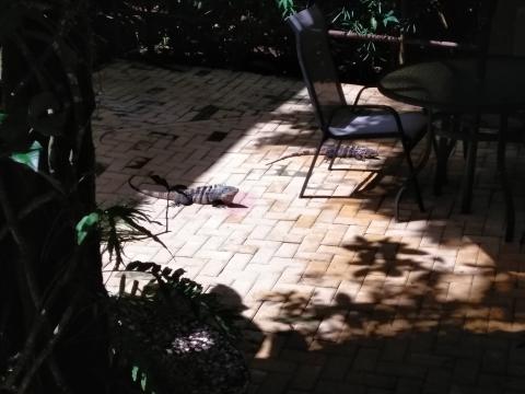 Iguanas at The Falls Resort Pool Area