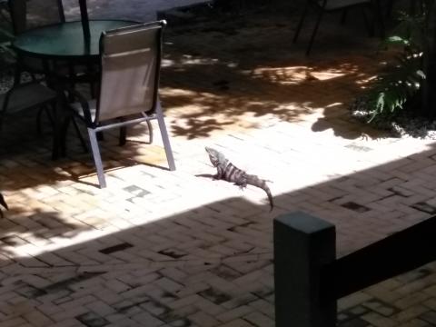 Iguanas at The Falls Resort Pool Area in Manuel Antonio, Costa Rica.