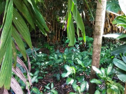 Pathway to The Falls Resort Hotel Rooms in Manuel Antonio, Costa Rica.