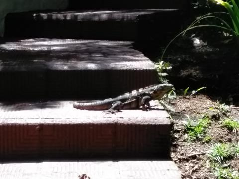 Iguana in the middle of the pathway to The Falls Resort Hotel Rooms in Manuel Antonio, Costa Rica.