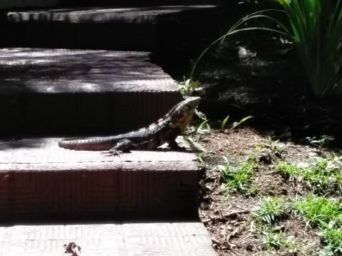 Iguana in the middle of the pathway to The Falls Resort Hotel Rooms in Manuel Antonio, Costa Rica.