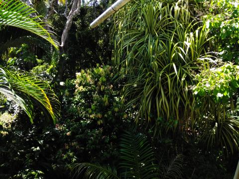 The Jungle Within The Falls Resort Hotel Area in Manuel Antonio, Costa Rica