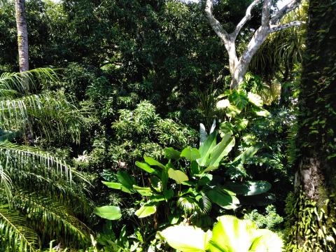 The Jungle Within The Falls Resort Hotel Area in Manuel Antonio, Costa Rica