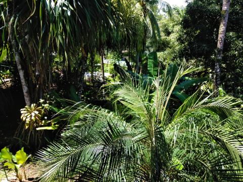 The Jungle Within The Falls Resort Hotel Area in Manuel Antonio, Costa Rica