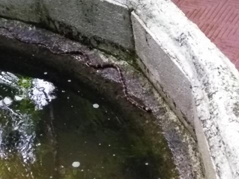 Snake in the Pond On the Pathway To Our Room 