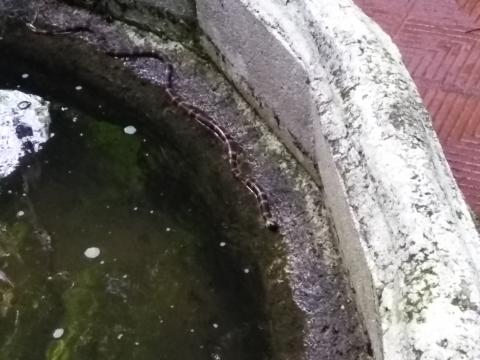 Snake in the Pond On the Pathway To Our Room 