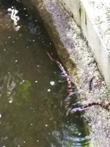 Snake in the Pond On the Pathway To Our Room 