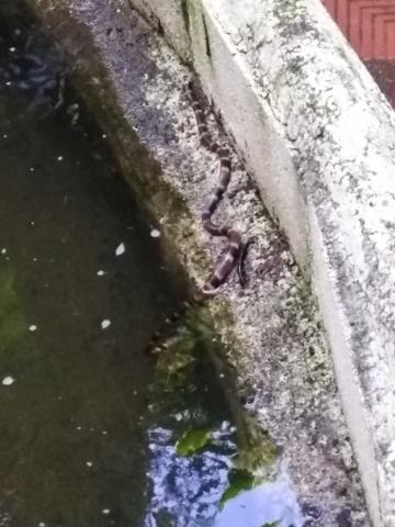 Snake in the Pond On the Pathway To Our Room 