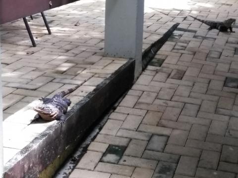 Two Iguanas at The Falls Resort Patio and Walkway atThe Falls Resort in Manuel Antonio, Costa Rica.