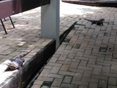 Two Iguanas at The Falls Resort Patio and Walkway at The Falls Resort in Manuel Antonio, Costa Rica.