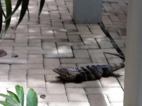 Iguana at The Falls Resort Patio and Walkway at The Falls Resort in Manuel Antonio, Costa Rica