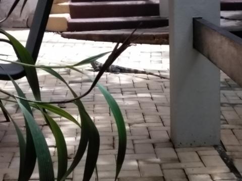 Iguana at The Falls Resort Patio and Walkway at The Falls Resort in Manuel Antonio, Costa Rica