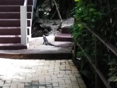 Iguana at The Falls Resort Patio and Walkway at The Falls Resort in Manuel Antonio, Costa Rica