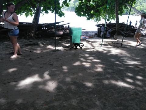 Pacific Ocean Beach Picnic Area With Wild Monkeys Located at Parque Nacional Manuel Antonio Park Costa Rica